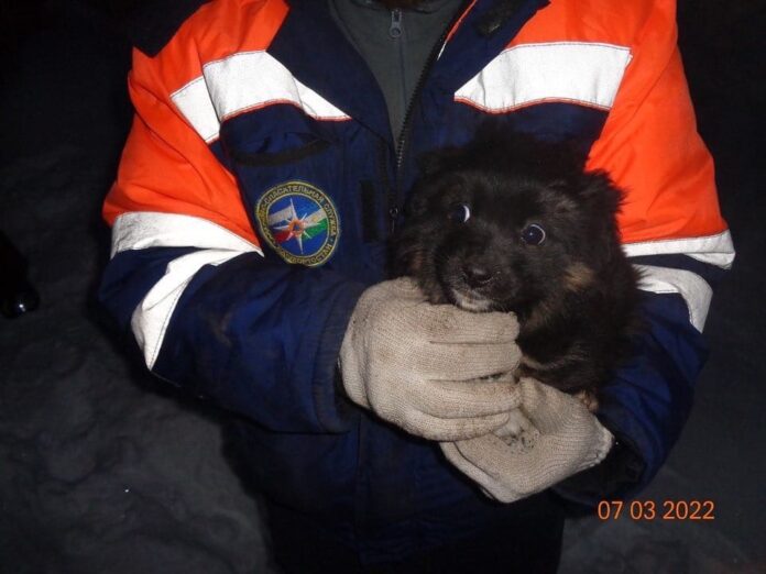 Сотрудники Госкомитета по ЧС Башкирии спасли двух щенков