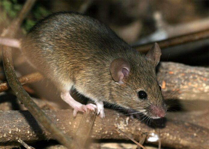 В Башкирии в четыре раза выросла заболеваемость «мышиной лихорадкой»