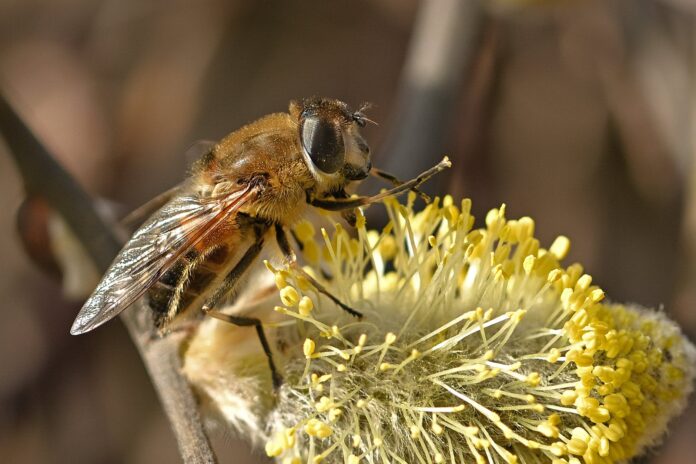 Международный конгресс пчеловодов «Апимондия» в Уфе отменен