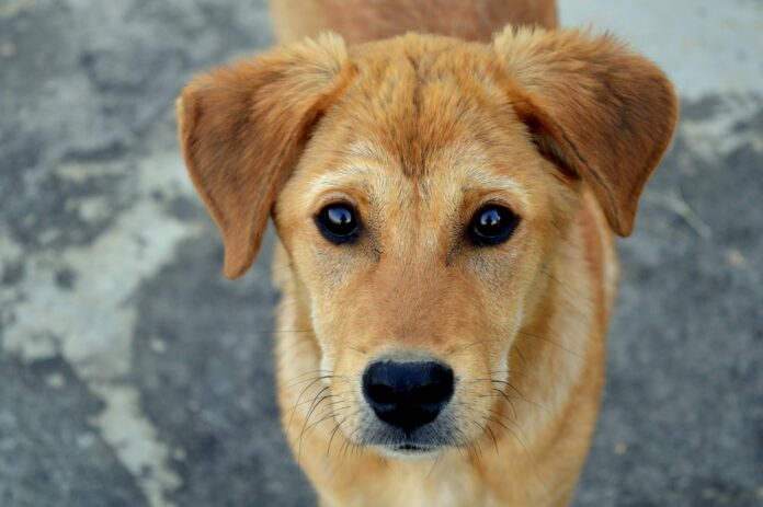 В Уфе начал работу новый сервис «Сообщи о бездомной собаке»