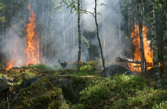 В Минлесхозе Башкирии рассказали о лесопожарной обстановке