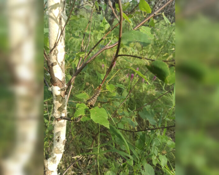 В одном из районов Башкирии леса страдают от нашествия шелкопряда