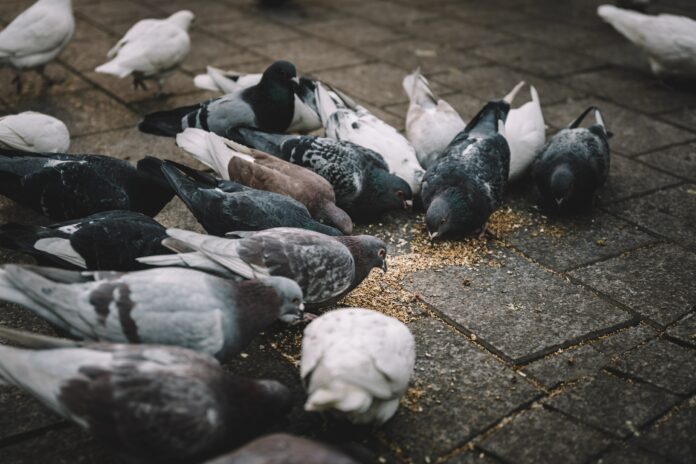 Жители Уфы жалуются на антисанитарию из-за гнезда голубей