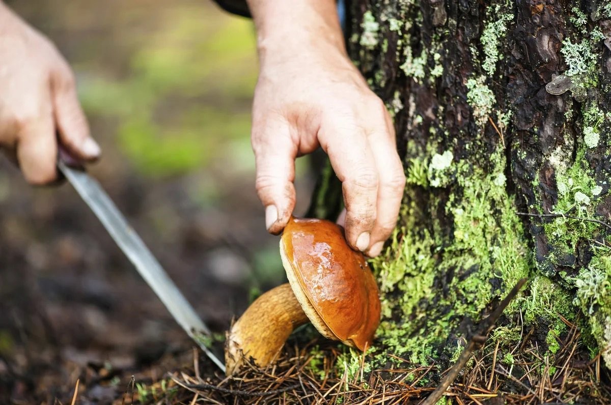 Собирать грибы в лесу