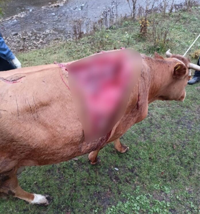 В Башкирии хищник напал на домашний скот