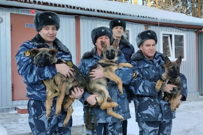 В кинологическую службу УФСИН по Башкирии привезли щенков