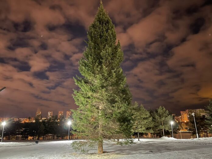 В парках и скверах Уфы установили новогодние елки