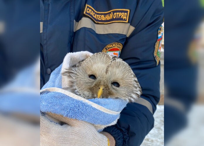 Уфимские спасатели вытащили сову, которая застряла в вентиляции