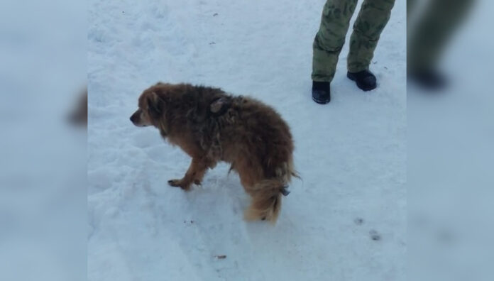 В Башкирии спасатели втащили из подвала собаку