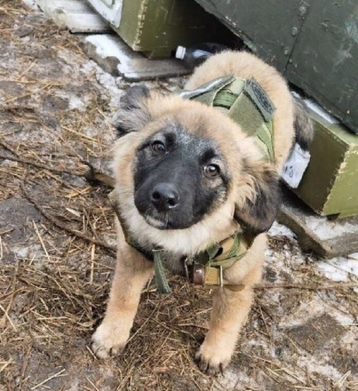 «Шаймуратовцы» сшили бронежилет для собаки, которую приютили в СВО