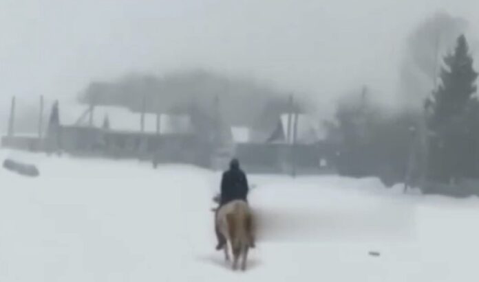 В Башкирии сняли на видео, как мужчина едет верхом на корове
