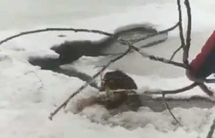 «Слава Богу, сами справились»: в Башкирии прохожий спас собаку, провалившуюся под лед
