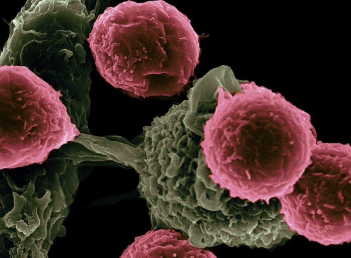 PNAS: раковые клетки используют белок GRP78 для распространения по организму