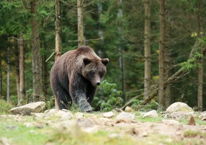В двух районах Башкирии на грибника и пастуха напали медведи