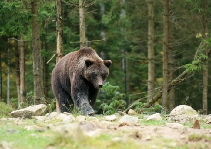 Жителей Башкирии предупредили об опасности нападения медведей