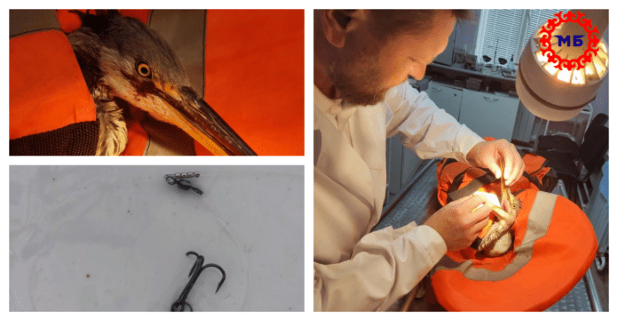 В Башкирии спасли цаплю, проглотившую рыболовный крючок