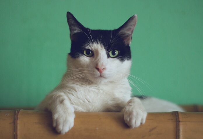 Ветеринар Варфоломеева сообщила, что еда со стола может вызвать отравление у кошки