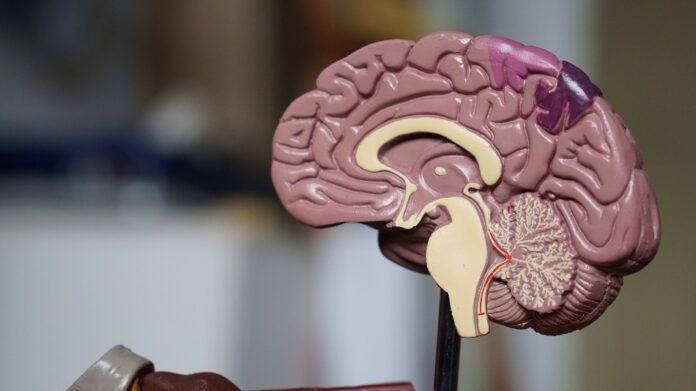 Nature Neuroscience: пережитые невзгоды навсегда меняют анатомию мозга