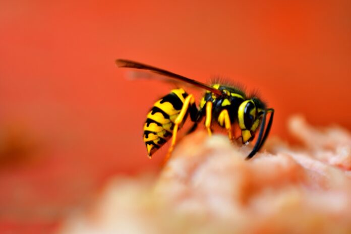 Врач-профилактик Овнанян: осы чаще всего кусают аллергиков и людей в яркой одежде