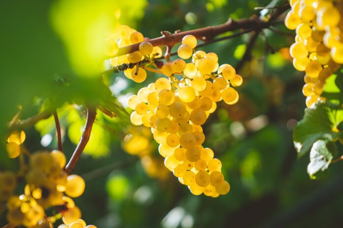 Medicine: виноградные косточки снижают отек и снимают боль при варикозе