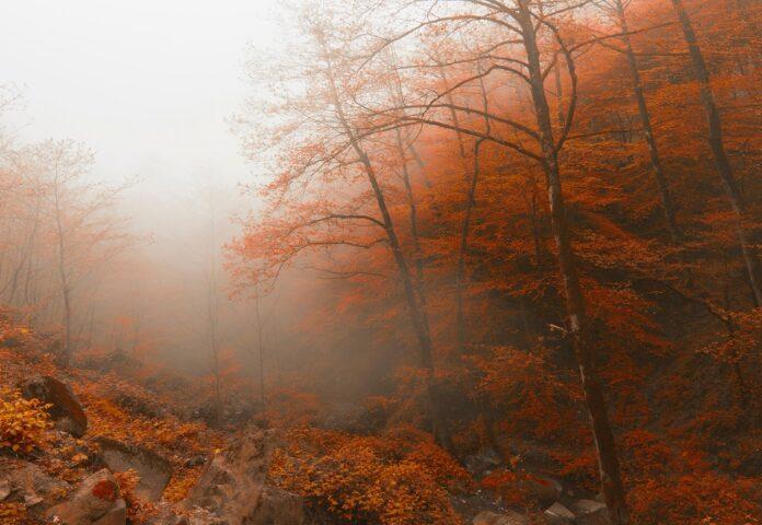 Дождь и туман прогнозируют в Башкирии 2 сентября