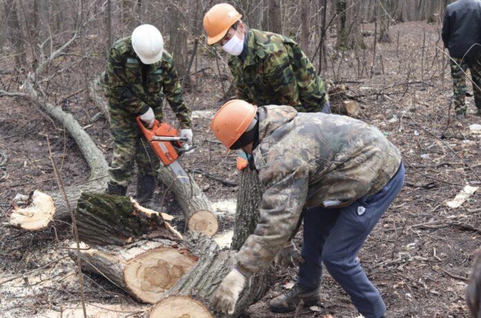 Ратмир Мавлиев раскритиковал чиновников Уфы за ситуацию с вырубкой деревьев