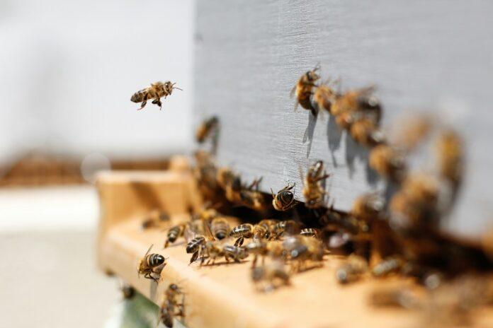 Минсельхоз Башкирии предупредил пчеловодов об опасном заболевании пчел
