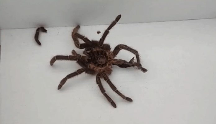 В Уфе эксперт назвал злой шуткой обнаруженного паука в подъезде жилого дома