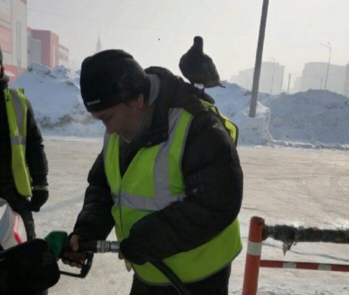 В Башкирии засняли автозаправщика АЗС с ручным голубем на плече