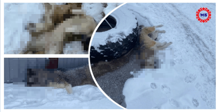 В городе Башкирии неизвестный травит чипированных собак