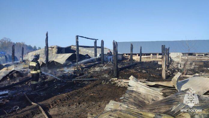 В Башкирии сгорел ангар с животными на площади 1200 квадратных метров