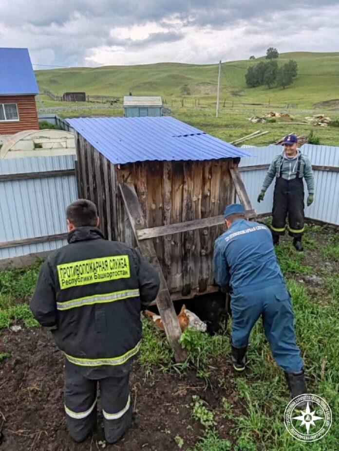 В башкирском селе пожарные спасли корову из ямы