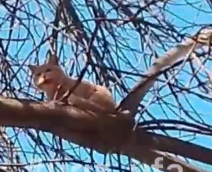 кот
